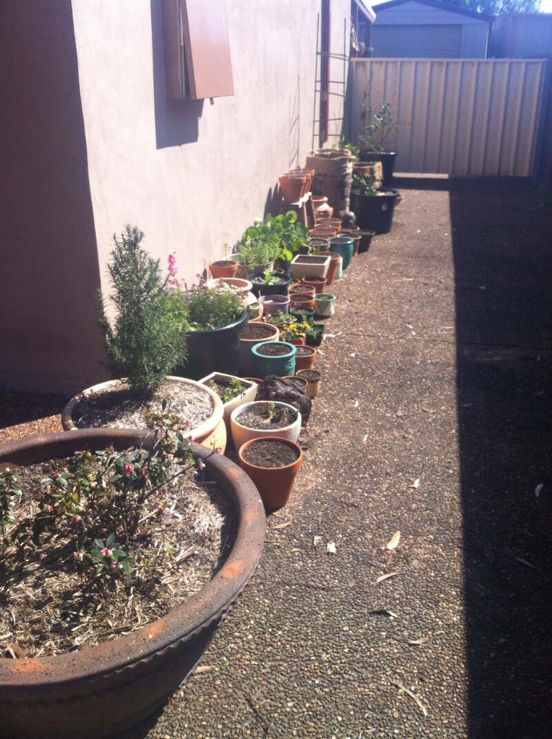container gardens- terracotta pots